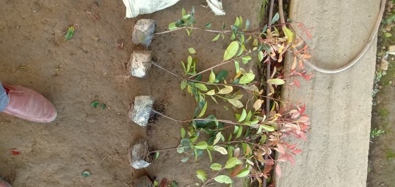 【牛商推荐】红叶石苗大杯地被绿篱规格齐全颜色鲜美量大价低