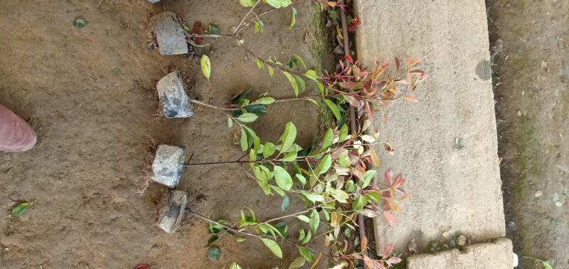 【牛商推荐】红叶石苗大杯地被绿篱规格齐全颜色鲜美量大价低