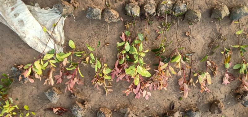 【牛商推荐】红叶石苗大杯地被绿篱规格齐全颜色鲜美量大价低