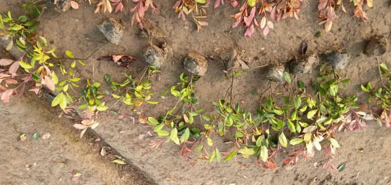 【牛商推荐】红叶石苗大杯地被绿篱规格齐全颜色鲜美量大价低