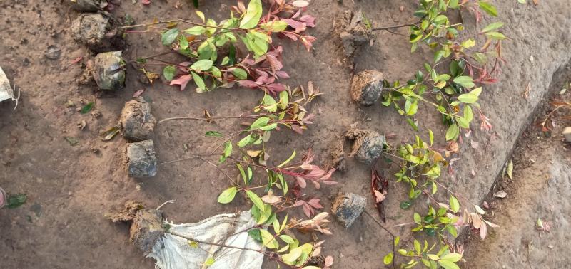 【牛商推荐】红叶石苗大杯地被绿篱规格齐全颜色鲜美量大价低