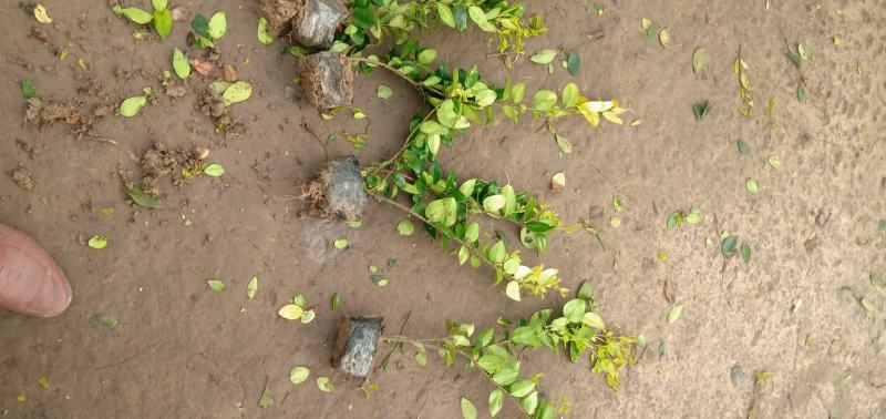 【牛商推荐】金森女贞大杯地被色块基地发货绿化园林工程用苗