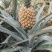 【热卖推荐】云南河口香水菠萝个大甜度高量大价优可供全国