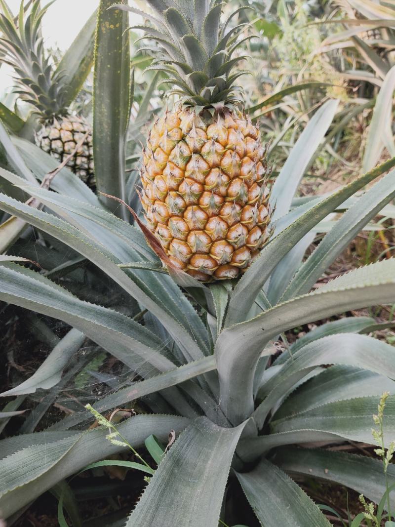 【热卖推荐】云南河口香水菠萝个大甜度高量大价优可供全国