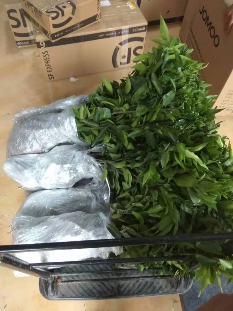 红心柚苗，红心蜜柚基地直供，量大从优，实地考察