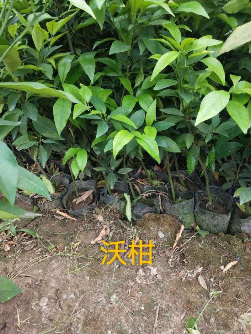 红心柚苗，红心蜜柚基地直供，量大从优，实地考察