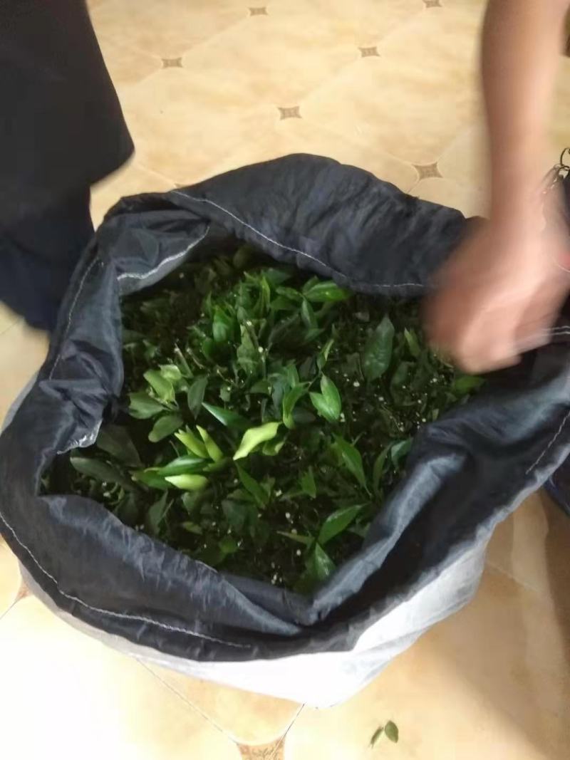 红心柚苗，红心蜜柚基地直供，量大从优，实地考察