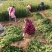 红心柚苗,红心蜜柚基地直供,量大从优,实地考察