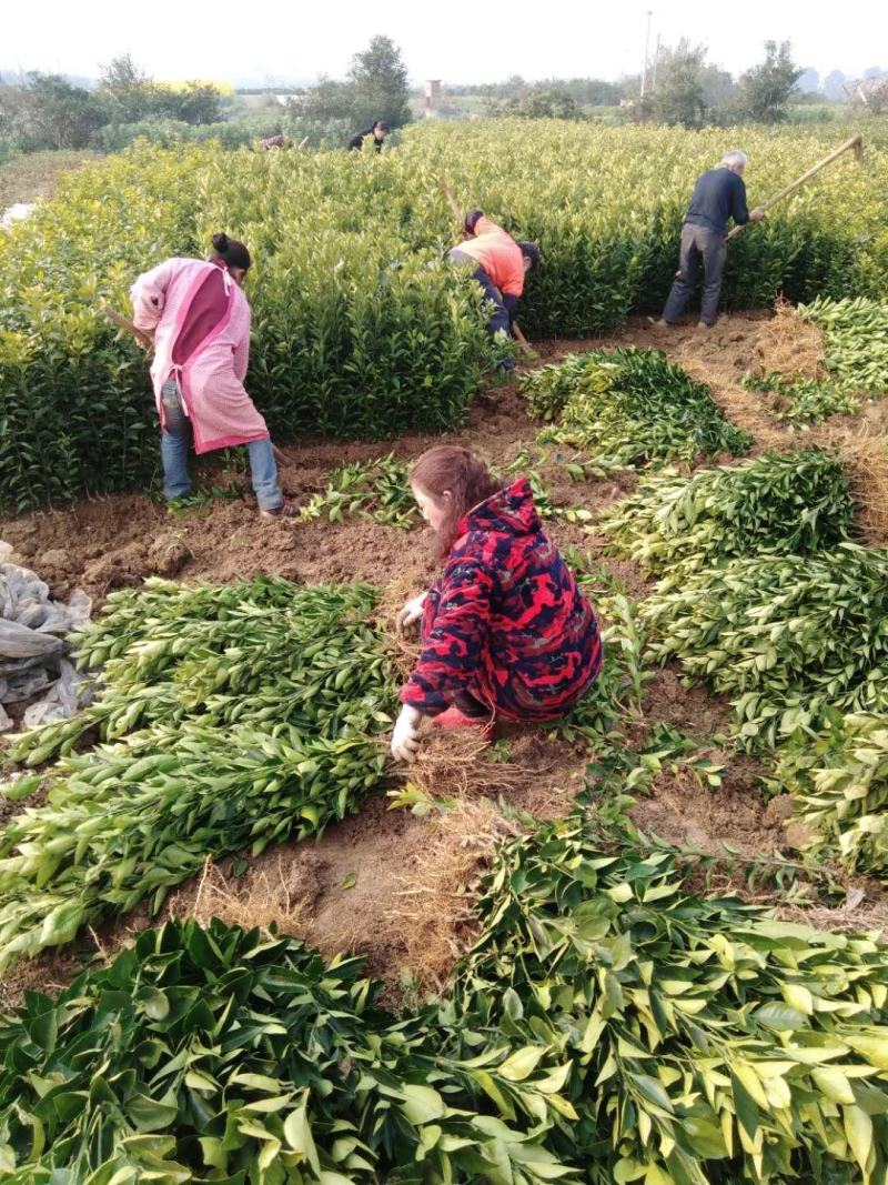 红心柚苗，红心蜜柚基地直供，量大从优，实地考察