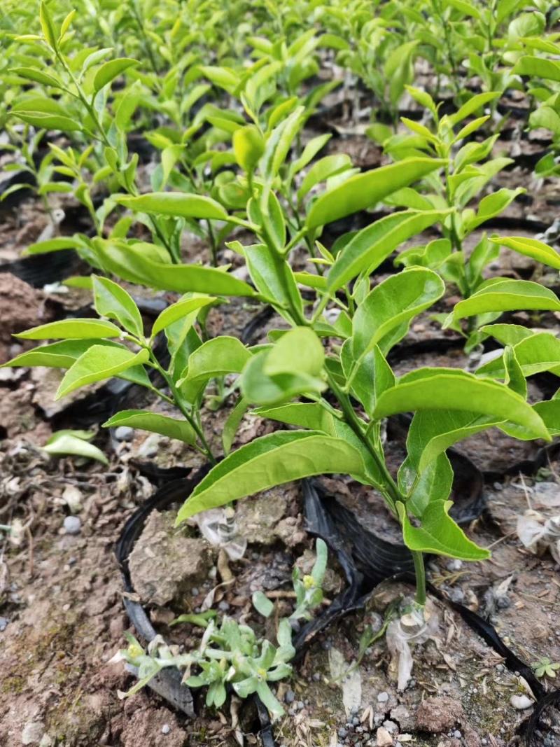 红心柚苗，红心蜜柚基地直供，量大从优，实地考察