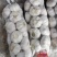 金乡大蒜，通货，紫红皮，大量供应，代发全国