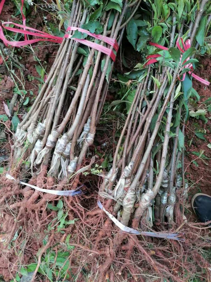 蜂糖李苗，基地直供，实地考察，量大从优，支持快递