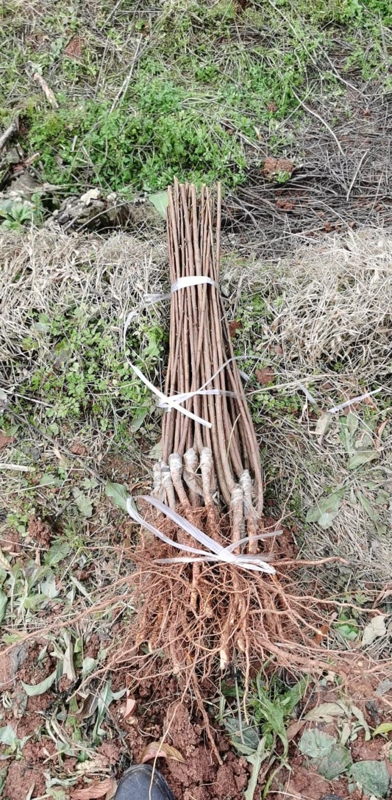 蜂糖李苗，基地直供，实地考察，量大从优，支持快递