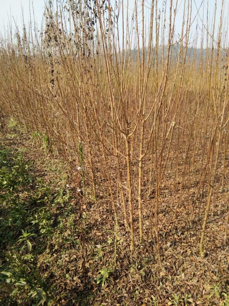 蜂糖李苗，基地直供，实地考察，量大从优，支持快递