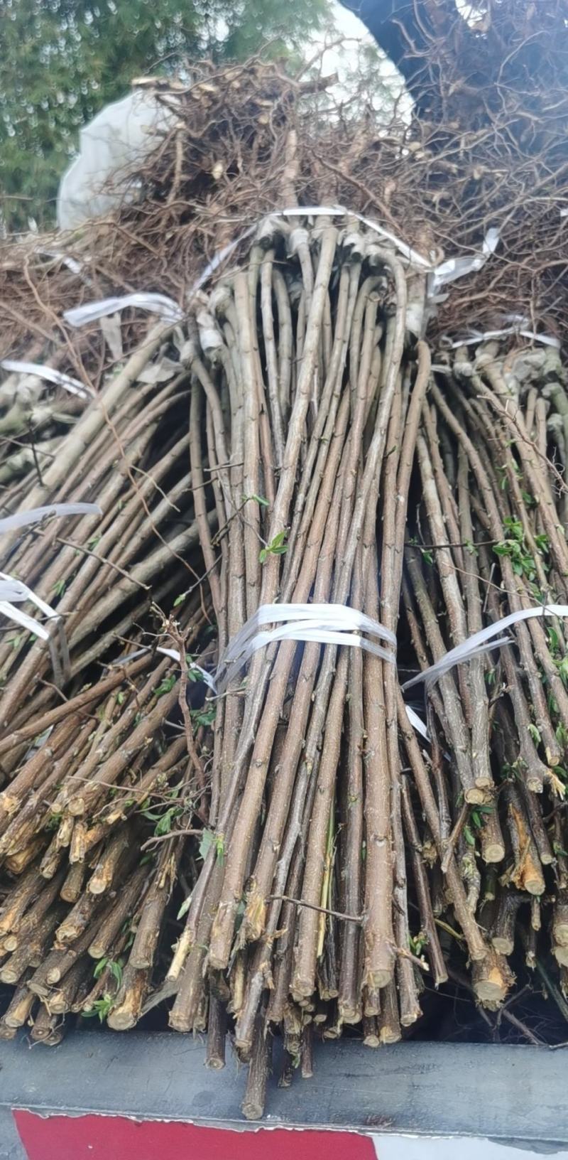 蜂糖李苗，基地直供，实地考察，量大从优，支持快递