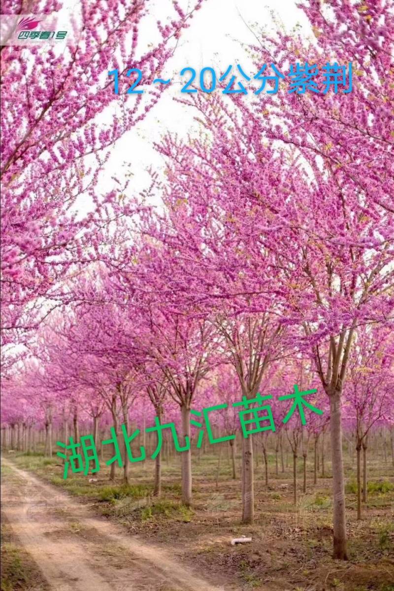 紫荆巨紫荆洋紫荆湖北紫荆紫叶紫荆