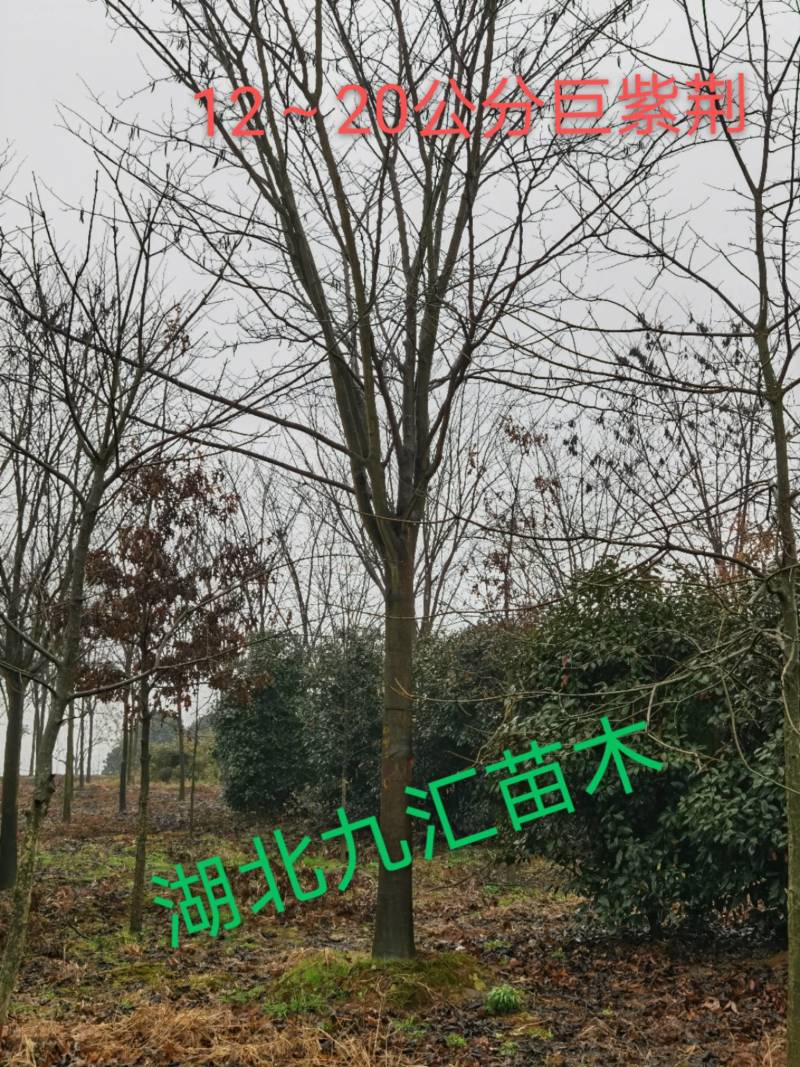 紫荆巨紫荆洋紫荆湖北紫荆紫叶紫荆