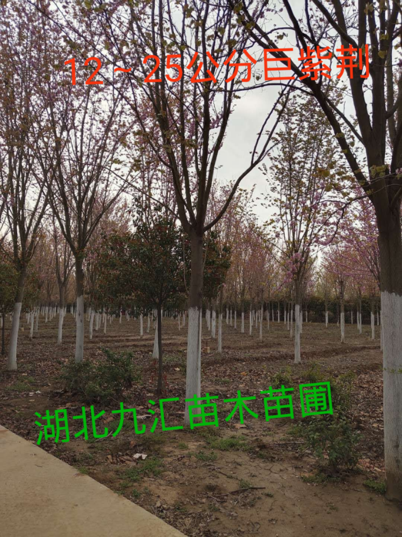 紫荆巨紫荆洋紫荆湖北紫荆紫叶紫荆