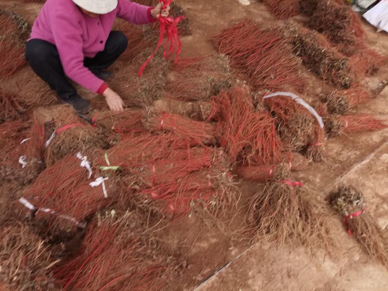 改良丹参苗，丹参种苗，高产苗，优质丹参苗，包种植包回收
