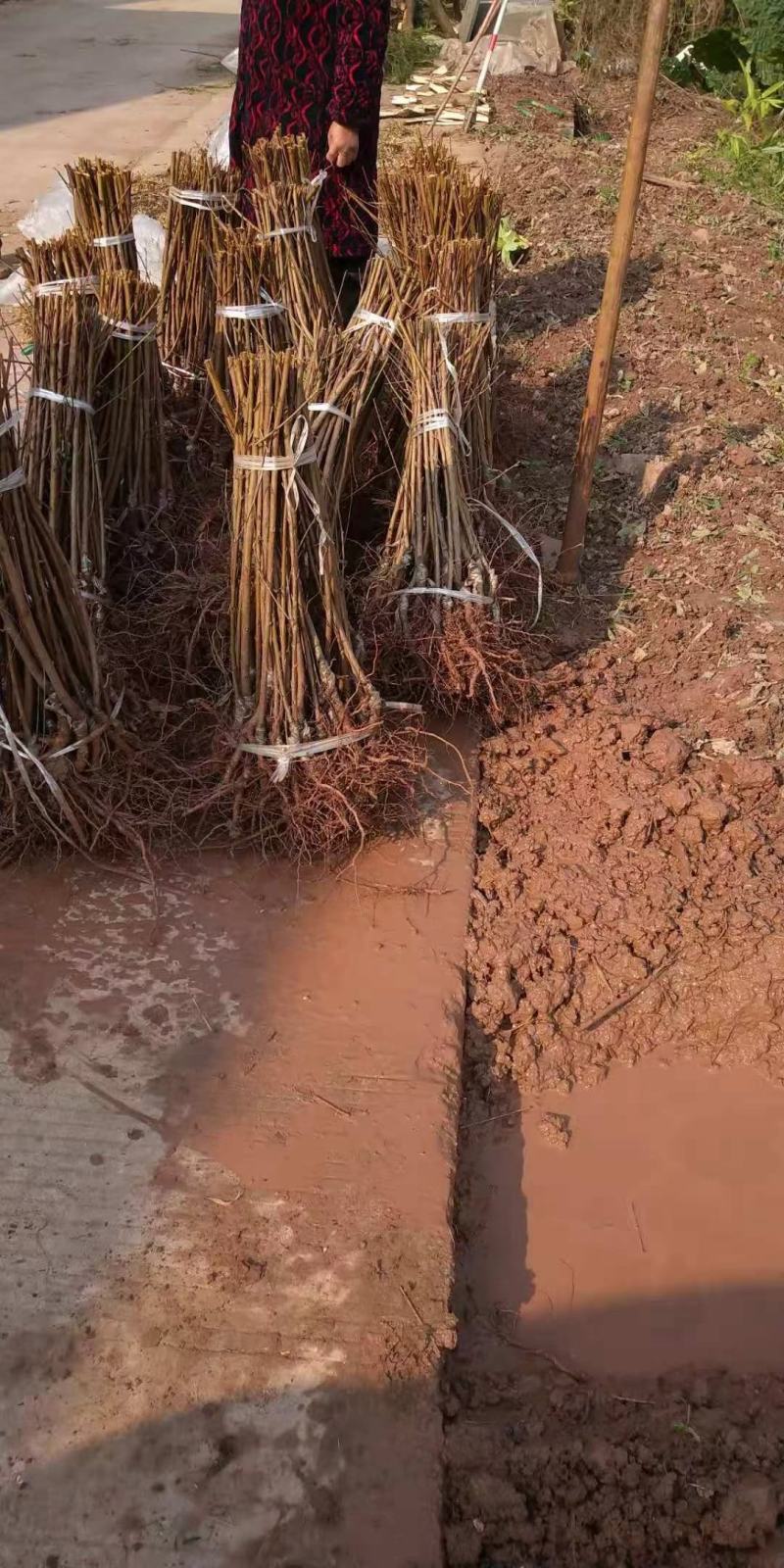 红不软桃苗，基地直供，实地考察，量大从优，支持快递