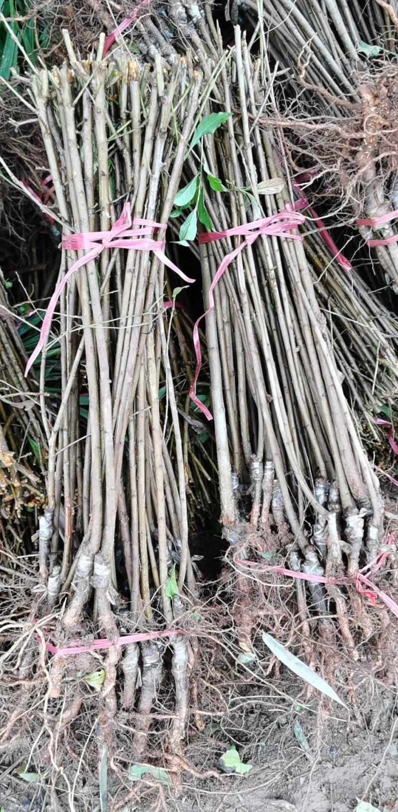 青脆李子苗，基地直供，实地考察，量大从优，支持快递