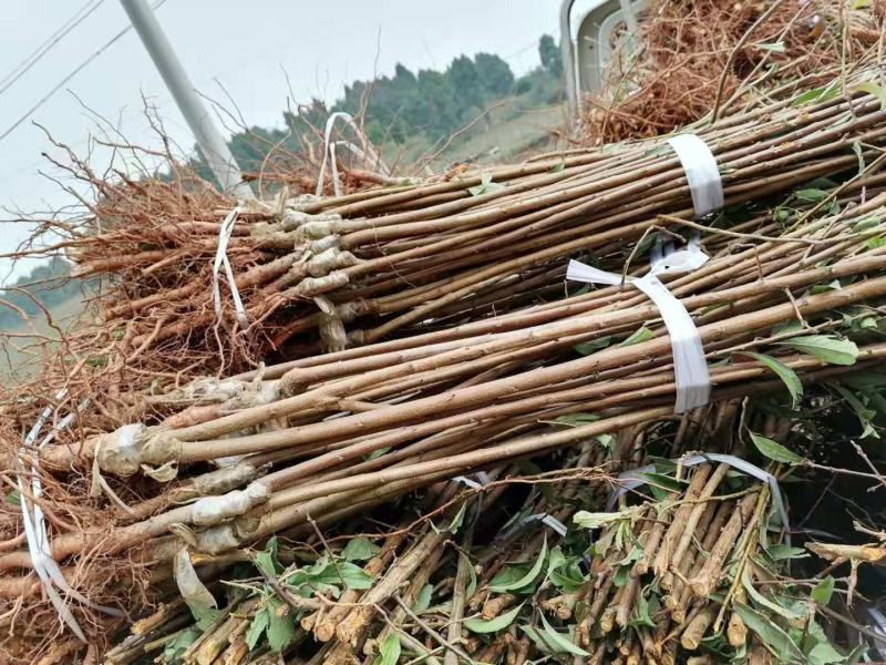 青脆李子苗，基地直供，实地考察，量大从优，支持快递