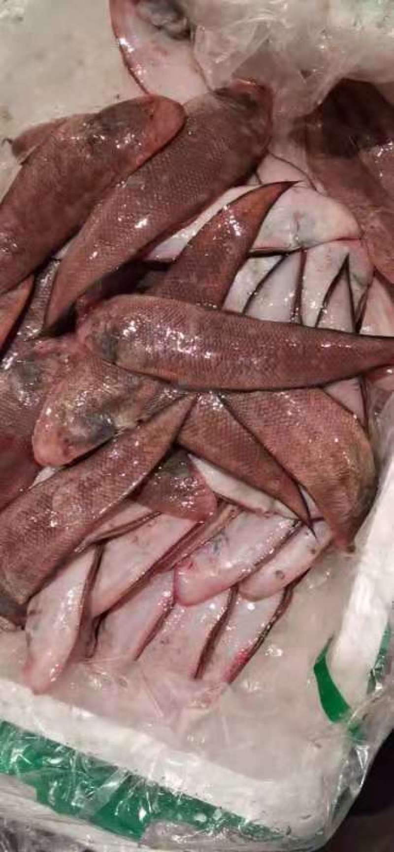 新鲜龙利鱼海鲜直批发