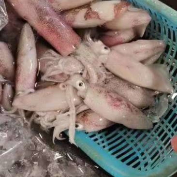 新鲜鱿鱼筒海鲜一手批发