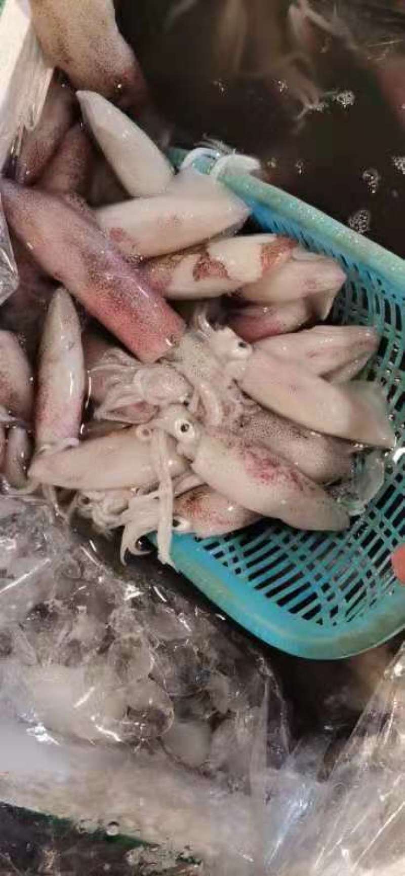 新鲜鱿鱼筒海鲜一手批发