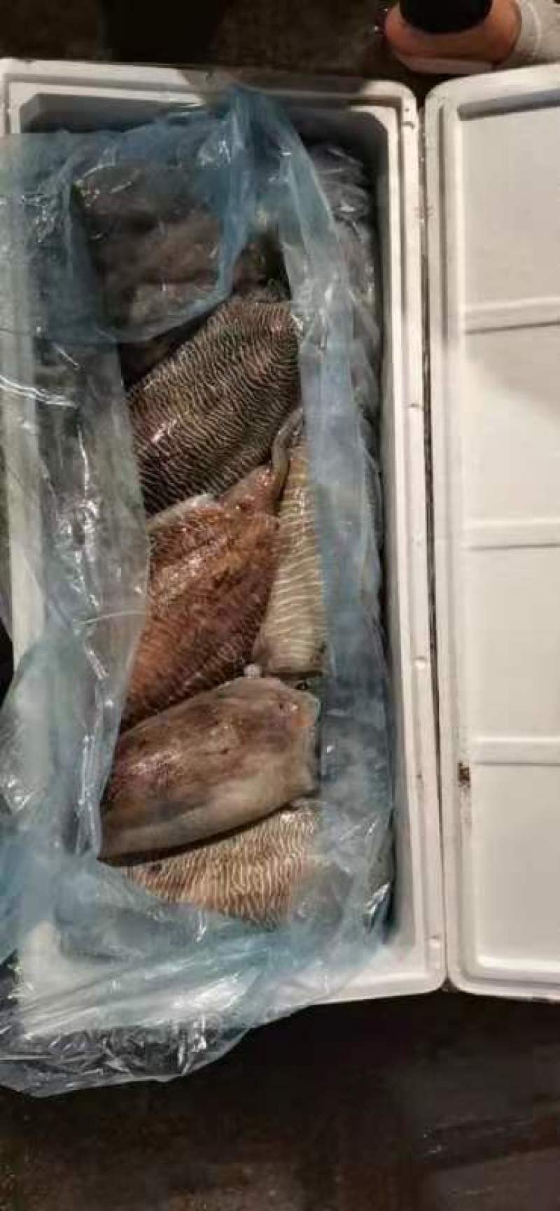 新鲜大墨鱼海鲜一手批发