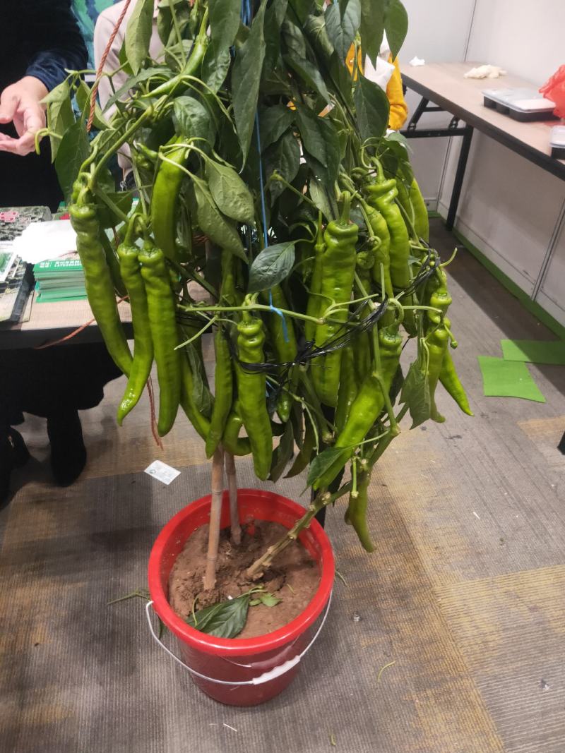 热卖辣椒苗品种齐全螺丝，线条，基地直发量大优惠