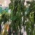 热卖辣椒苗品种齐全螺丝，线条，基地直发量大优惠