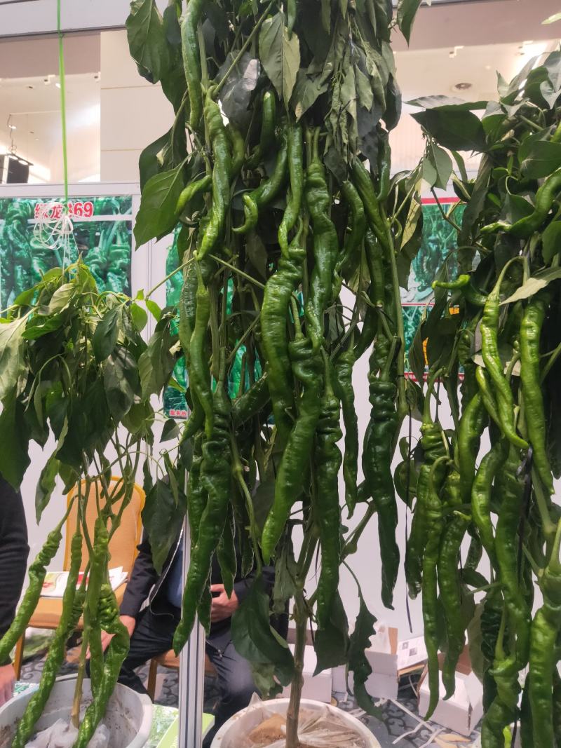 热卖辣椒苗品种齐全螺丝，线条，基地直发量大优惠