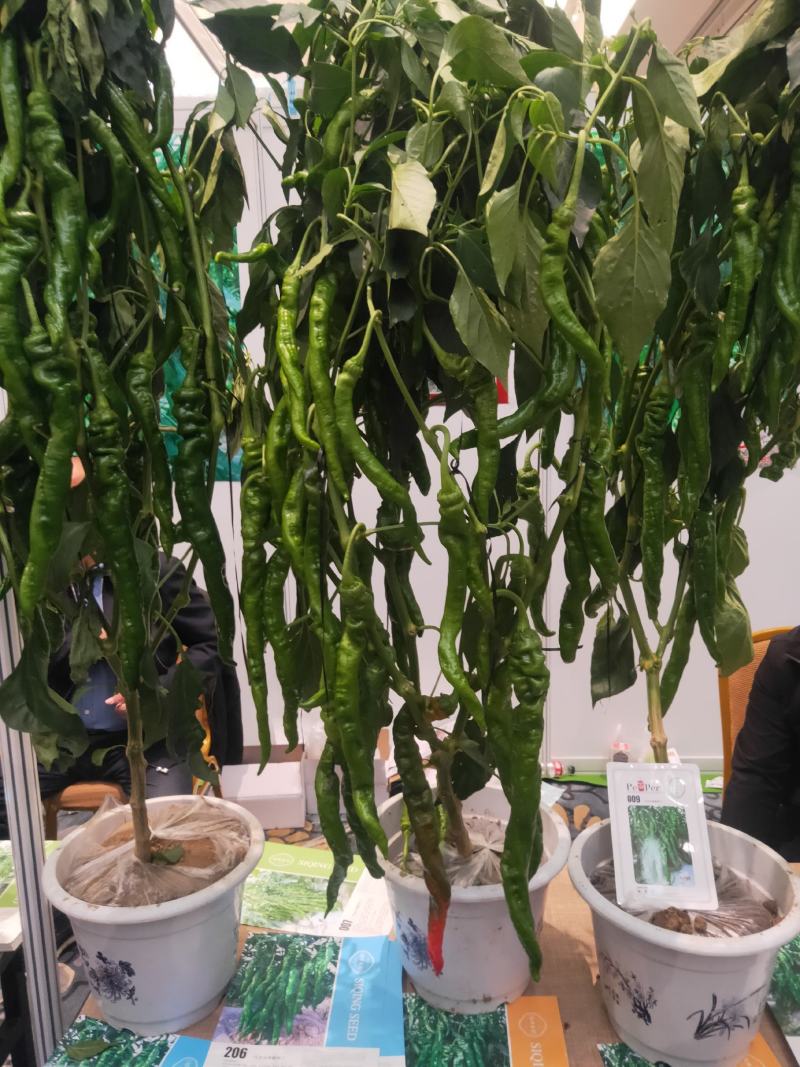 热卖辣椒苗品种齐全螺丝，线条，基地直发量大优惠