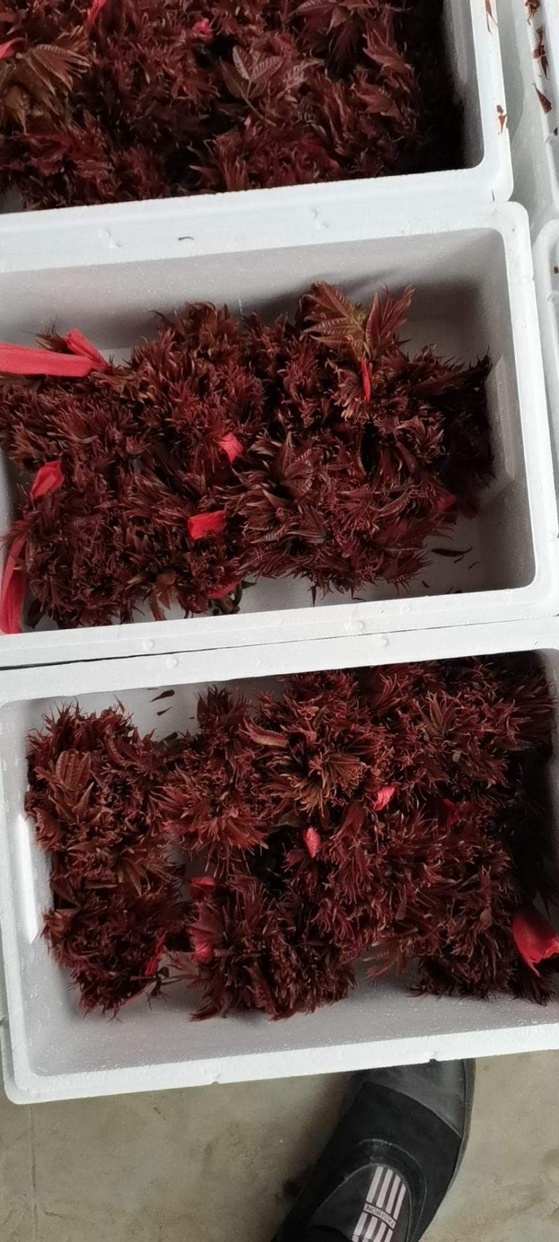 香椿芽，色泽红艳口感鲜嫩，精品包装产地直销，全国代发