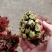香椿芽，色泽红艳口感鲜嫩，精品包装产地直销，全国代发