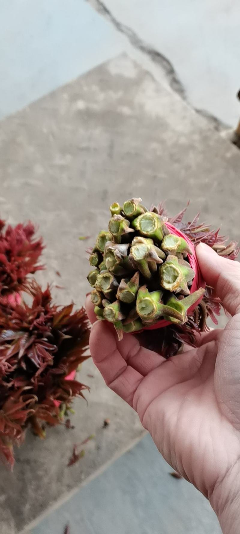香椿芽，色泽红艳口感鲜嫩，精品包装产地直销，全国代发