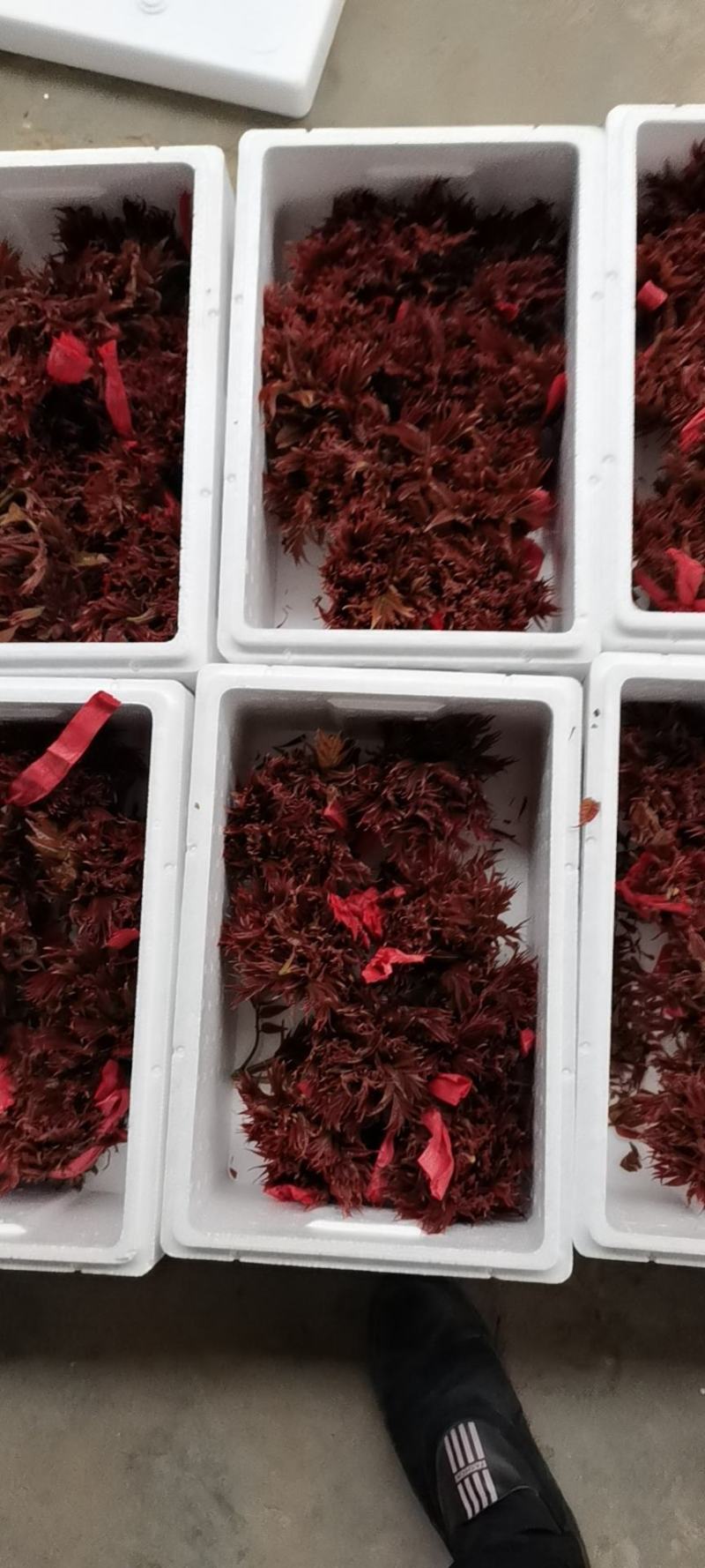 香椿芽，色泽红艳口感鲜嫩，精品包装产地直销，全国代发
