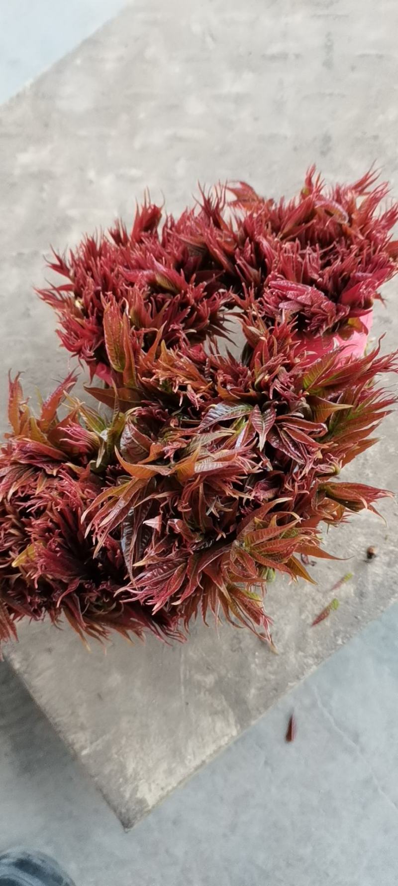香椿芽，色泽红艳口感鲜嫩，精品包装产地直销，全国代发
