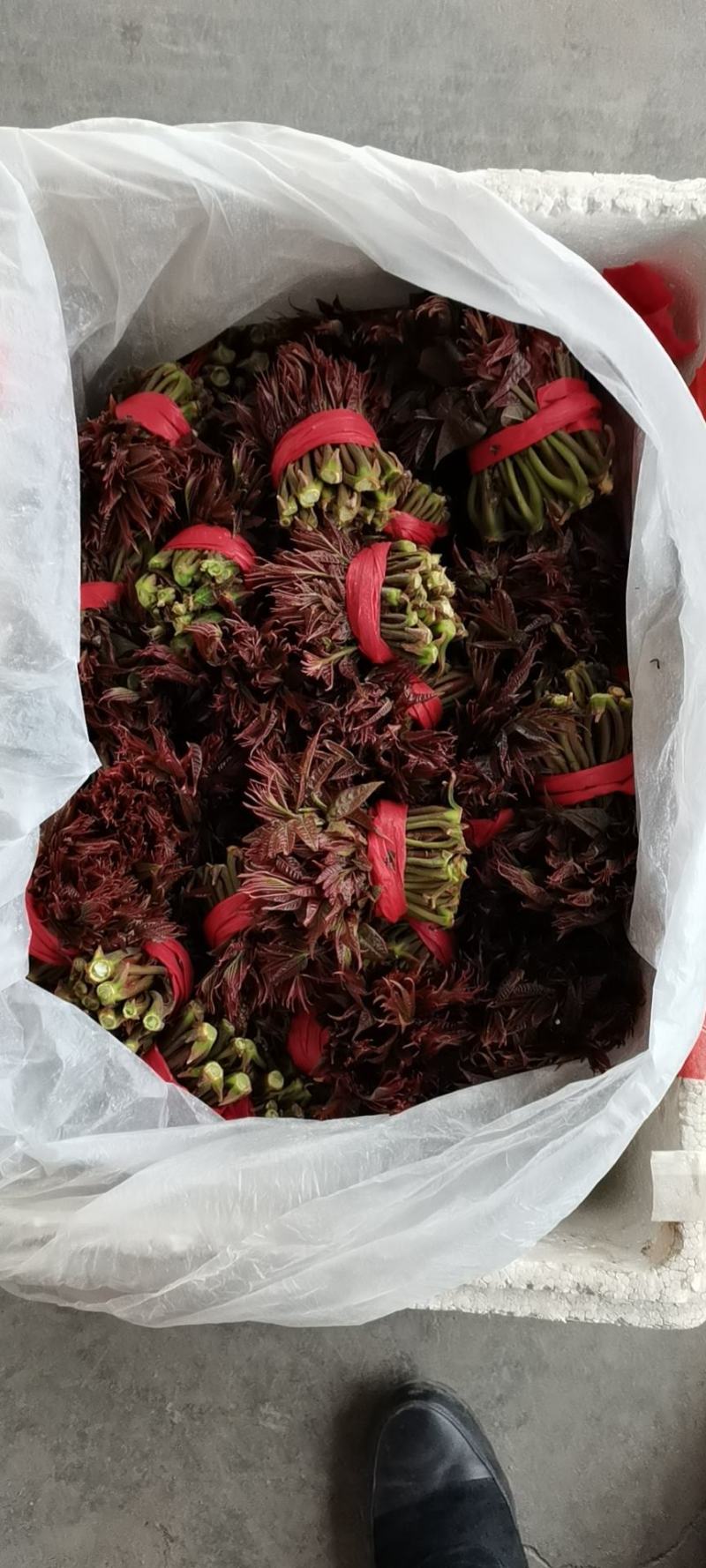 香椿芽，色泽红艳口感鲜嫩，精品包装产地直销，全国代发
