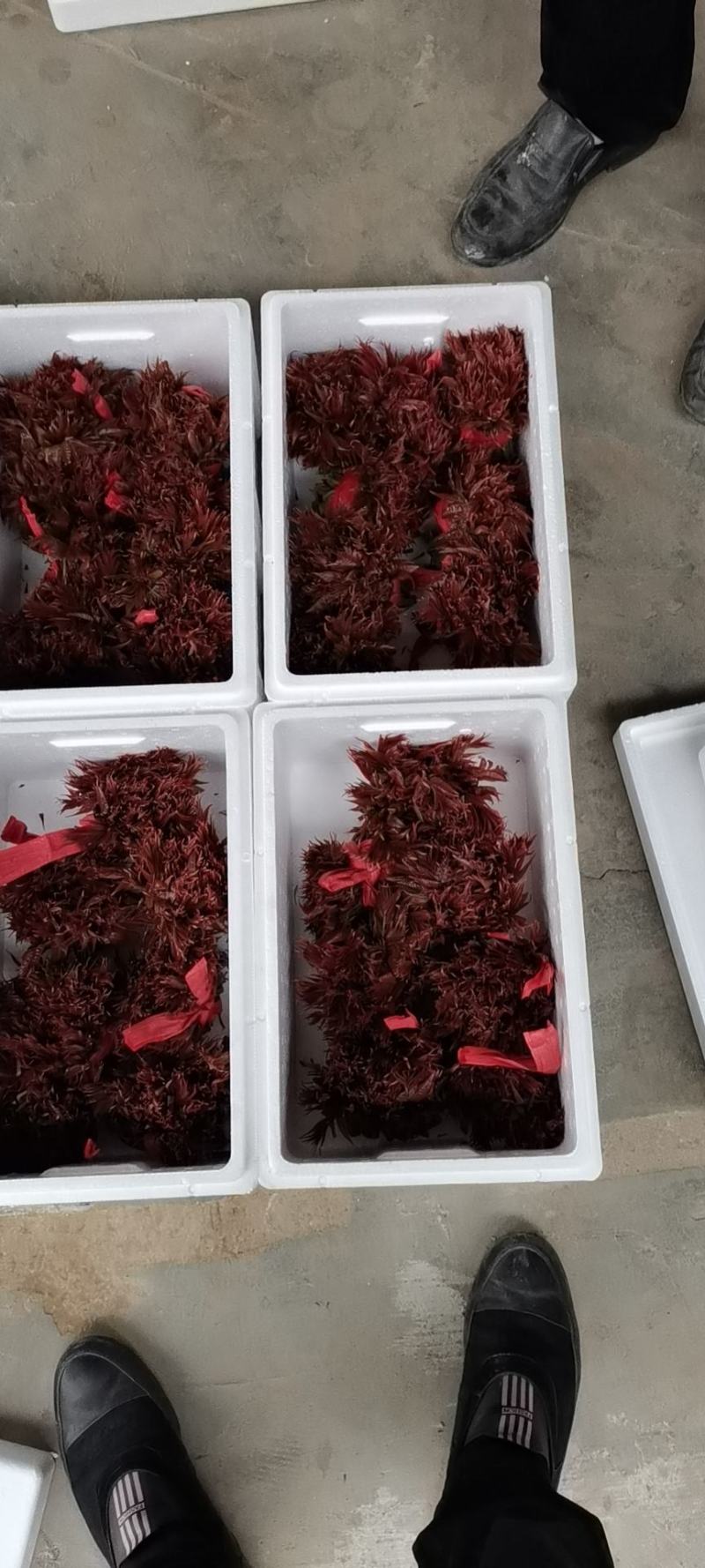 香椿芽，色泽红艳口感鲜嫩，精品包装产地直销，全国代发