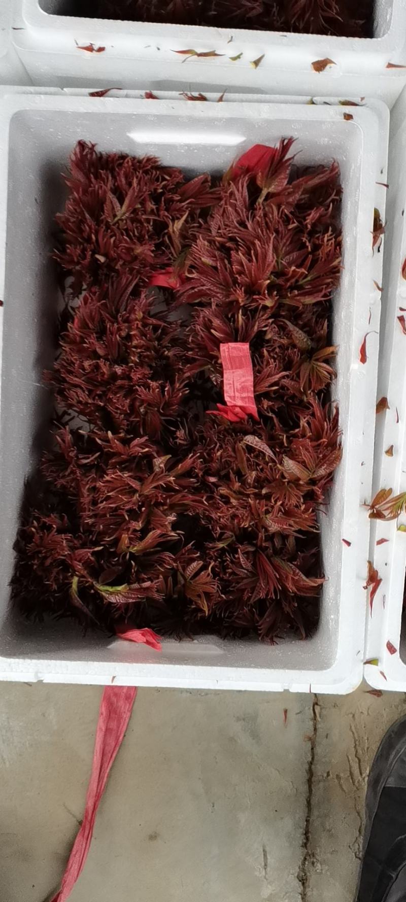 香椿芽，色泽红艳口感鲜嫩，精品包装产地直销，全国代发