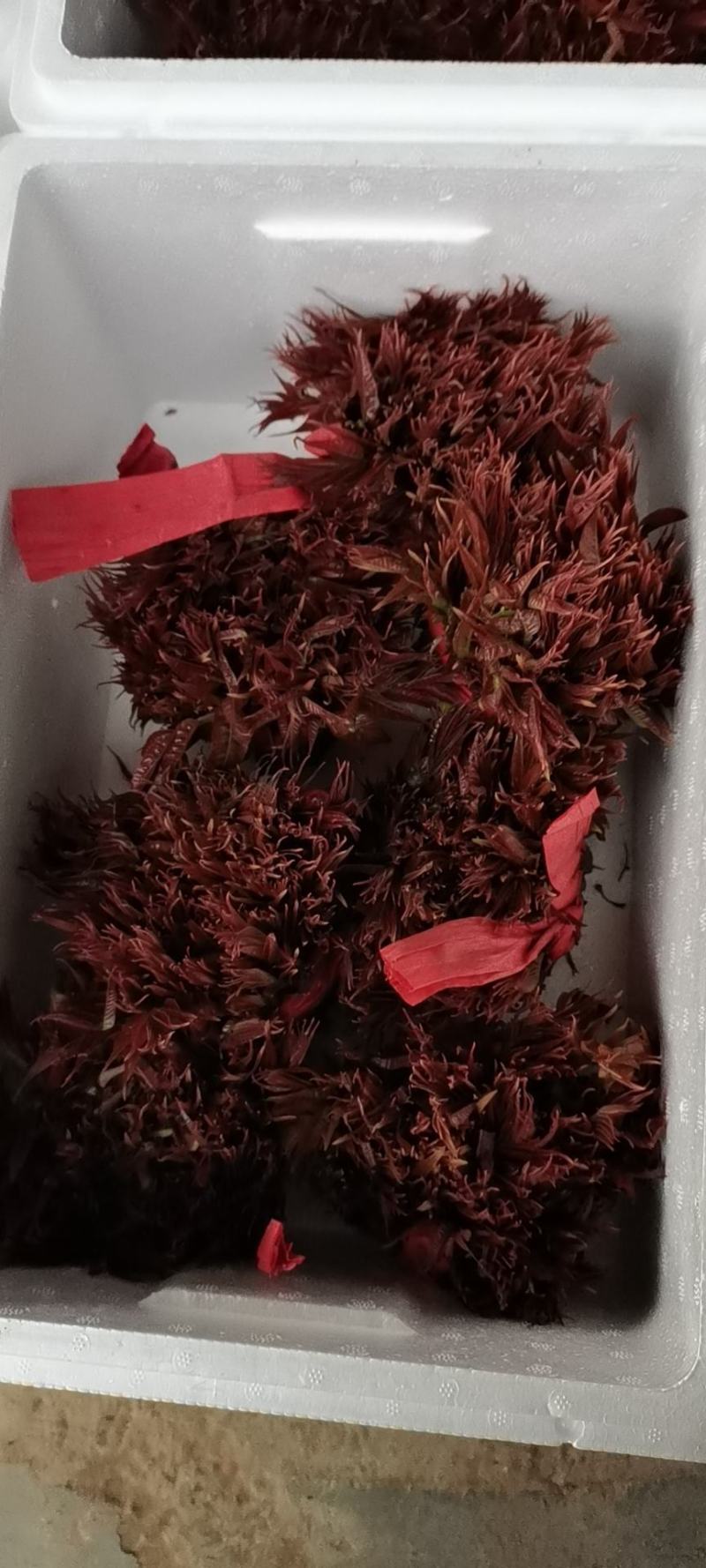 香椿芽，色泽红艳口感鲜嫩，精品包装产地直销，全国代发