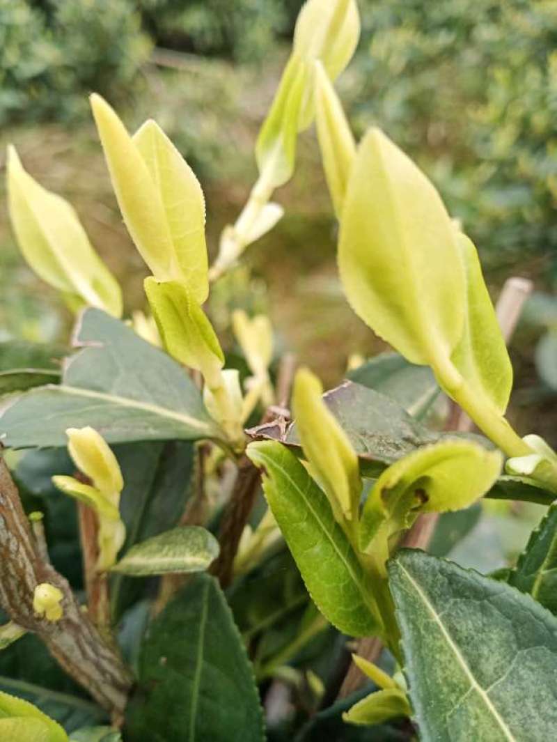 茶树苗供应杯栽苗茶苗，绿化杯栽茶苗绿化苗