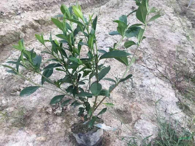 茶树苗供应杯栽苗茶苗，绿化杯栽茶苗绿化苗