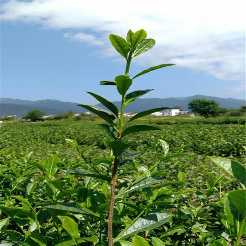 茶树苗供应杯栽苗茶苗，绿化杯栽茶苗绿化苗