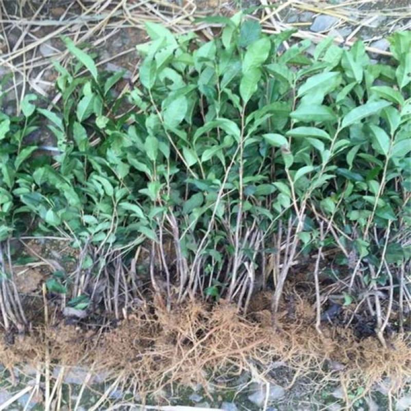 茶树苗供应杯栽苗茶苗，绿化杯栽茶苗绿化苗