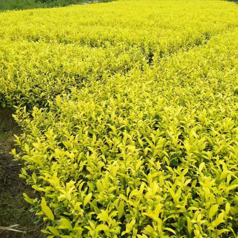 茶树苗供应杯栽苗茶苗，绿化杯栽茶苗绿化苗