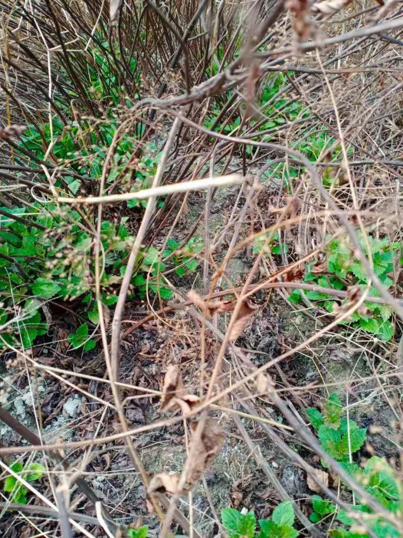 溪黄草质量好，精心制作