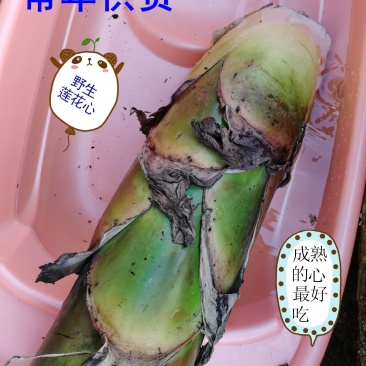 地莲花地涌金莲地母金莲土莲花餐饮火锅酒店绿色食材